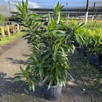10" Drac Pleomele Reflexa