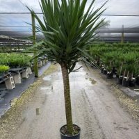 12" Yucca Jumbo Cane 1ppp 6'+