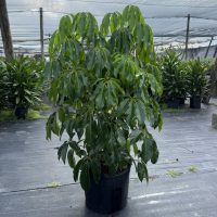 14" Scheff Amate 5'