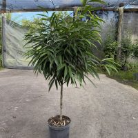 12" Ficus Alii Std 5'