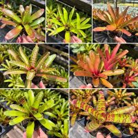 4" Bromeliad Neo Asst