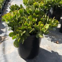 12"/5G Crassula Jade Regular Bush
