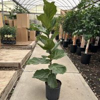 8" Ficus Lyrata Column 1ppp
