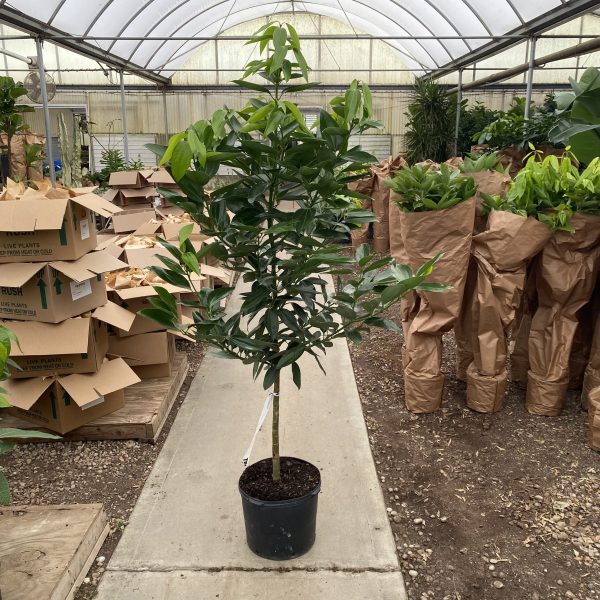 14" Canela Cinnamon Std 5-6'