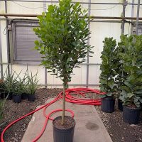 12" Ficus Moclame Std 6'