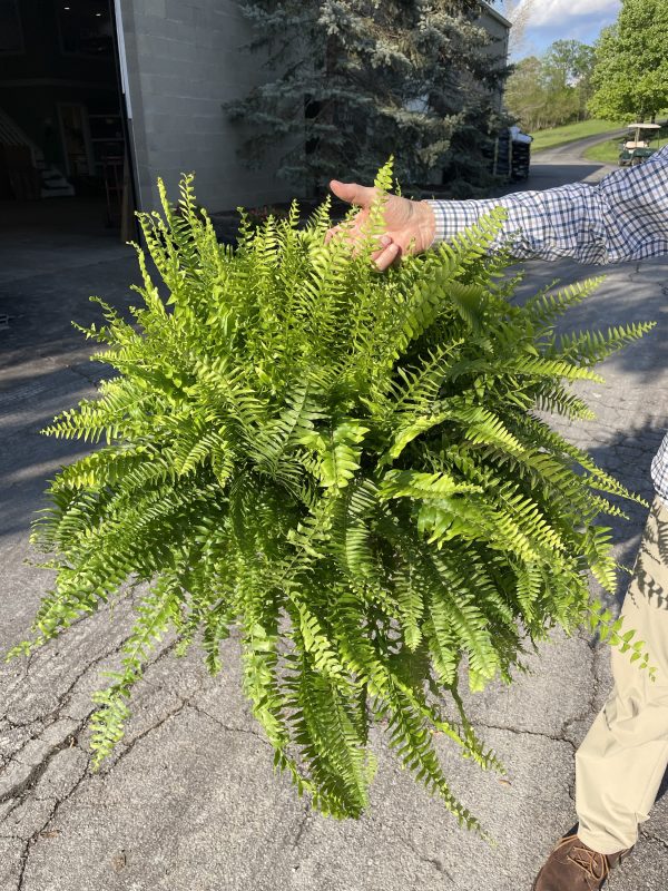 10" Fern Boston HB