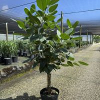 14" Ficus Audrey Braid/Swirl 6'