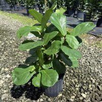 8" Ficus Lyrata Bush