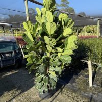 14" Ficus Lyrata Bush 5'