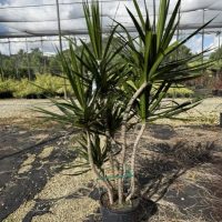 10" Drac Marg Cane 321 C/B 4'