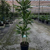 10" Drac Moonlight Steudneri Cane 432 C/B 6'