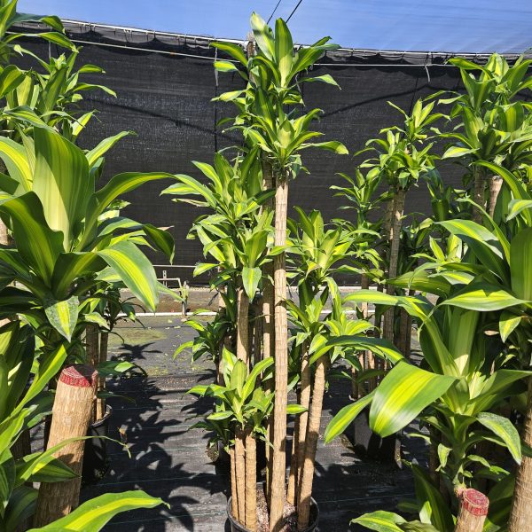 14" Drac Mass Cane 10ppp