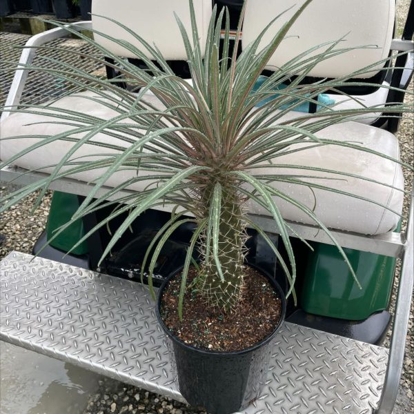 10" Pachypodium Geayi