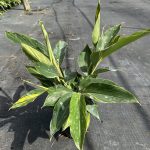 6" Ginger Variegated
