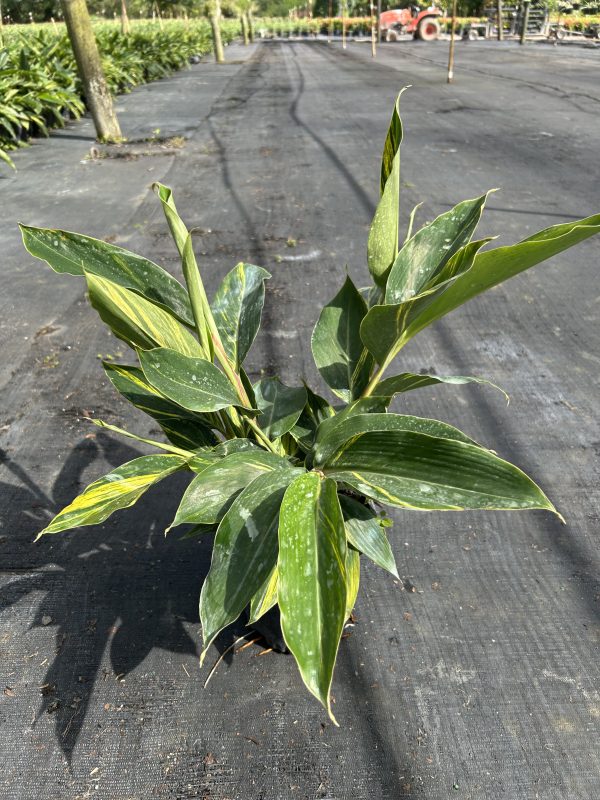 6" Ginger Variegated