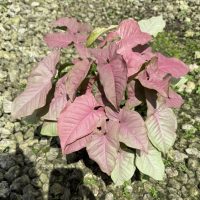 6" Syngonium Neon Pink