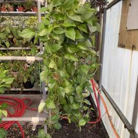 8" Pothos Jade Premium HB