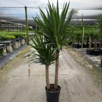 10" Yucca Cane 32 4'+