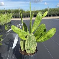 10" Cactus Opuntia Cochenillifera VAR Multi