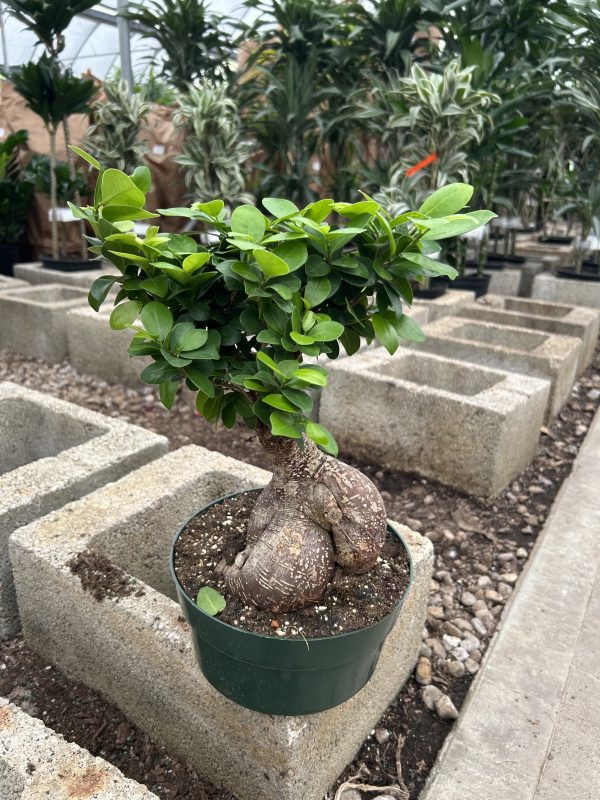 8" Ficus Microcarpa Ginseng