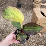 6" Banana Ensete