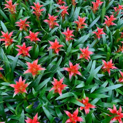 Orange (Crimson) Curly Willow CB tips – Tri State Foliage Prebook Shop