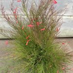 6" Firecracker