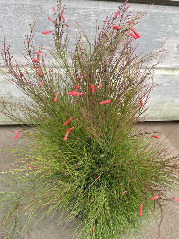 6" Firecracker