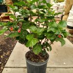 10" Hibiscus Bush Premium Asst