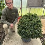 14" Eugenia Topiary Globe 3-4'