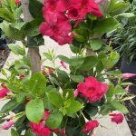 10" Mandevilla Trellis Raspberry Kiss