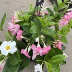 12" Mandevilla HB Duo Pink & White