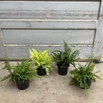 6" Fern Boston Asst Premium