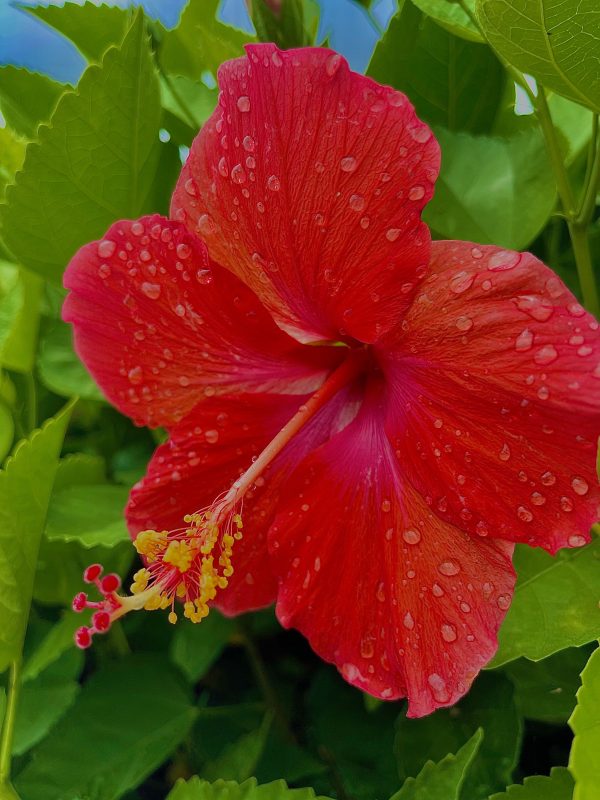 6" Hibiscus Braid President Red