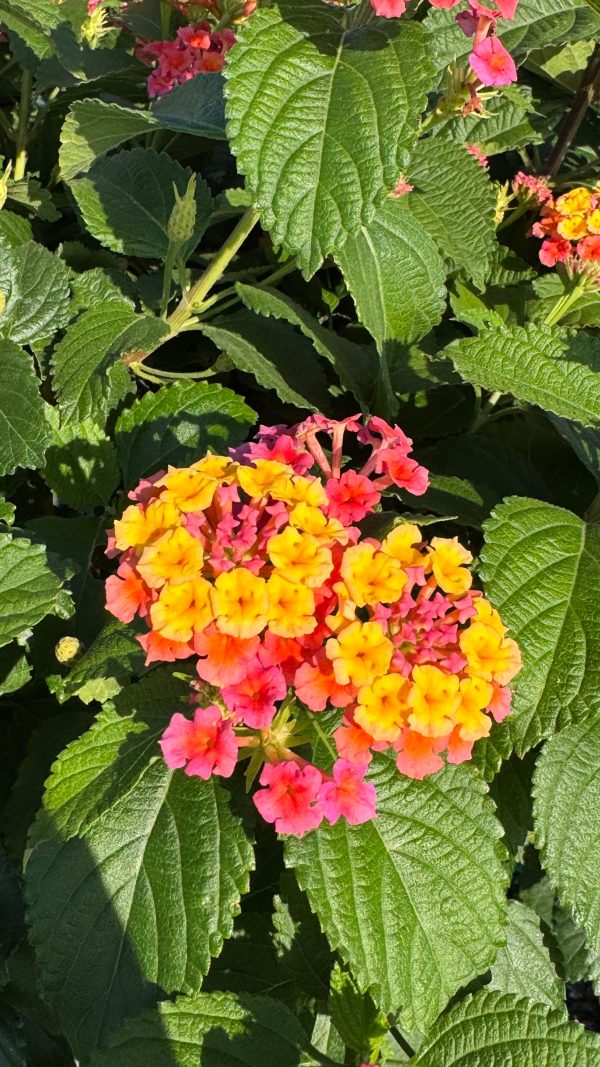 6" Lantana Bush Confetti