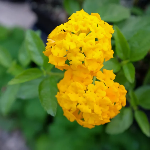 6" Lantana Bush New Gold