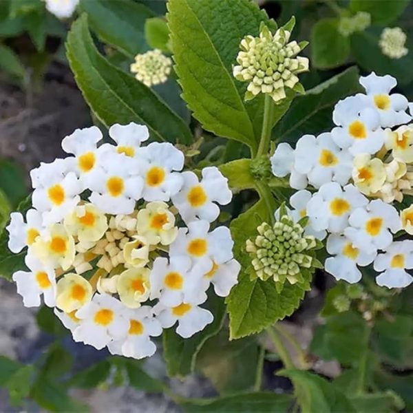6" Lantana Bush White