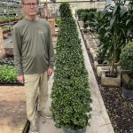 14" Eugenia Topiary Cone