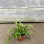 4" Fern Dallas