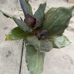 8"/2G Canna Asst