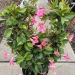 10" Mandevilla Trellis Pretty Pink