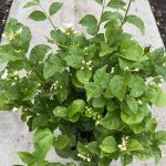 10" Jasmine Sambac Bush