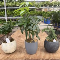 12" Bonsai XL Asst in Ceramic