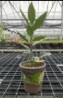 Bay Laurel Plant; 5" in grey clay pot