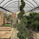 17" Eugenia Topiary Spiral 7-8'