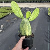 6" Cactus Opuntia Cochenillifera VAR