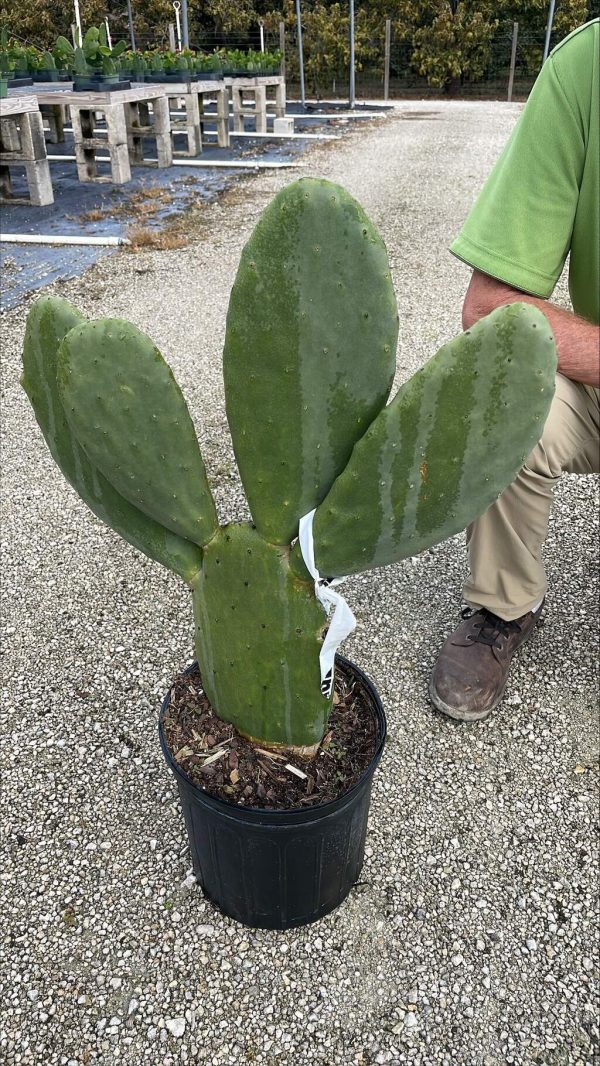 10" Cactus Opuntia Ficus Indica
