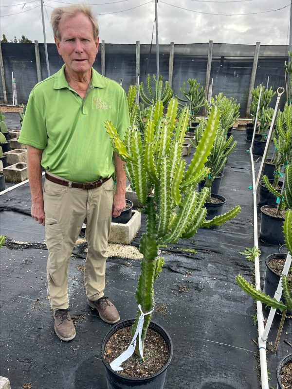 14" Euphorbia Dragon Bones