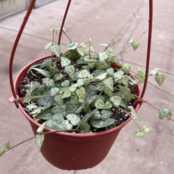 6" String of Spades HB (CA)