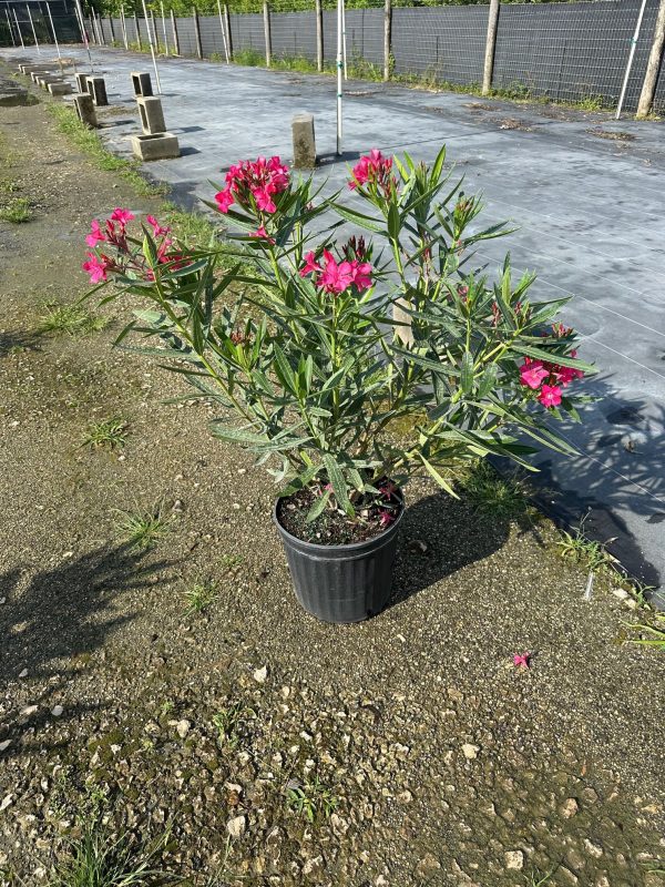 12" Oleander Bush Pink 3-4'